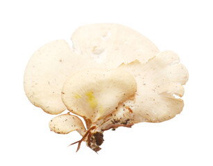 Oyster mushroom close up isolated on white background
