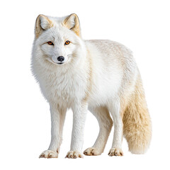 Obraz premium Elegant Digital Painting of a Standing Arctic Fox with White Fur. Ai Generated Images
