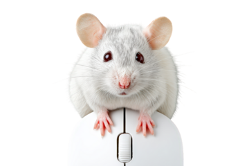 Studio Shot Cute White Mouse Sitting On Computer Mouse Device. Ai Generated Images