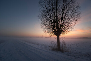 Lonely tree in snowy winter landscape at sunrise with mist and soft pastel sky