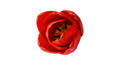 Captivating Red Tulip Unfurling Its Petals on a Black Background