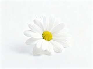 Fototapeta premium Close-up of a White Daisy Flower on a Pure White Background