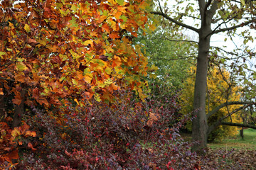 Autumn in the garden. Close-up of Loropetalum ,tulip tree and other bushes with autumnal leaves 