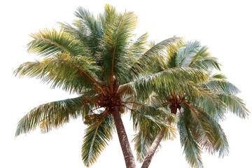 Tropical palm trees with vibrant fronds