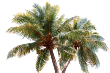 Tropical palm trees with vibrant fronds