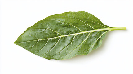 Obraz premium Fresh green chard leaf isolated on white background, showcasing its vibrant color and texture, perfect for culinary use