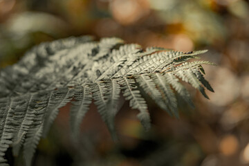 Colorful autumn leaves with a blurred background.