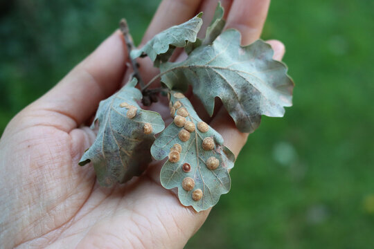 Close-up of woman&rsquo;s hand holding diseased oak tree leaves with Neuroterus quercusbaccarum galls or Common Spangle Gall 