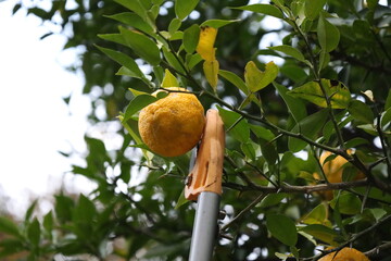 Harvesting Yuzu