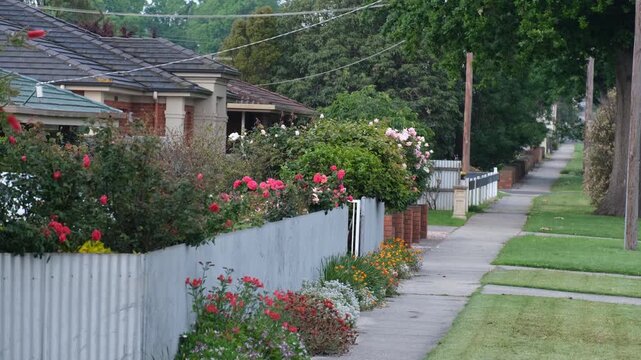 Suburban residential houses in Australia with corrugated metal fencing and lush flowers in front yard. Neighborhood, garden maintenance, quiet living, peaceful environment with birds chirping sound