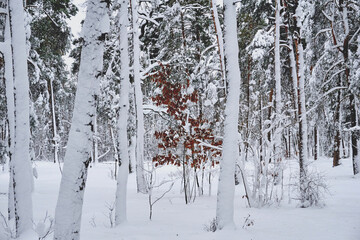 Silence in winter park with large trees and dense branches