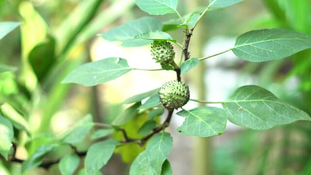 Datura metel fruit on wind.