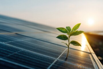 Vibrant scene of renewable energy showcasing a green plant growing on solar panels at sunrise in a sustainable landscape