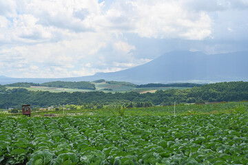 高原に広がるキャベツ畑の風景, 群馬県, 日本