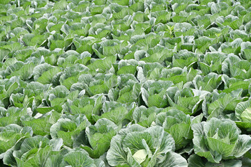 高原に広がるキャベツ畑の風景, 群馬県, 日本