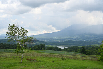 高原に広がるキャベツ畑の風景, 群馬県, 日本