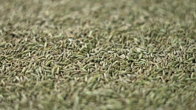 Cumin seed close up view. Dried Cumin seeds rotating background.  Jeera seeds.
