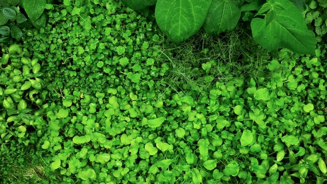 Time lapse top view of variety of microgreens sprouts like broccoli, kale, radish, peas growing alongside beans, alfalfa, buckwheat and other in light tent while indoor gardening