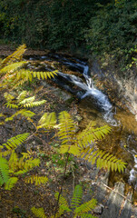 Small Waterfall in Lush Forest