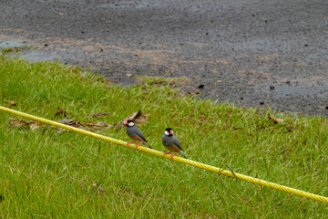 Small birds perched beside yellow rope on grass