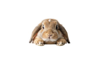 A cute fluffy lop-eared rabbit with natural fur, front paws on a transparent surface, peeking curiously into camera with expressive, innocent eyes concept of gentle wonder