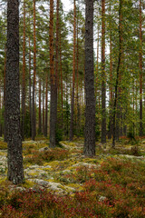 Obraz premium Magical fairytale forest landscape in autumn. 