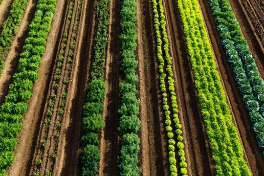 Aerial view of vibrant green crops in parallel rows on a fertile farm field.