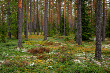 Magical fairytale forest landscape in autumn. 