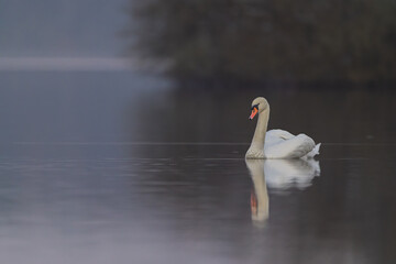 swan on the lake
