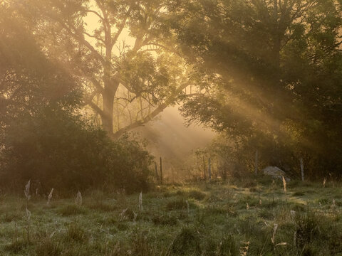 sunrise in the forest