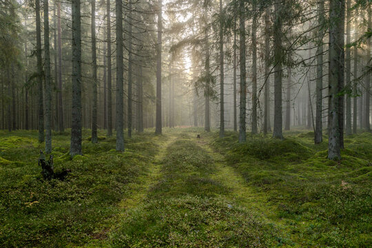 morning in the forest