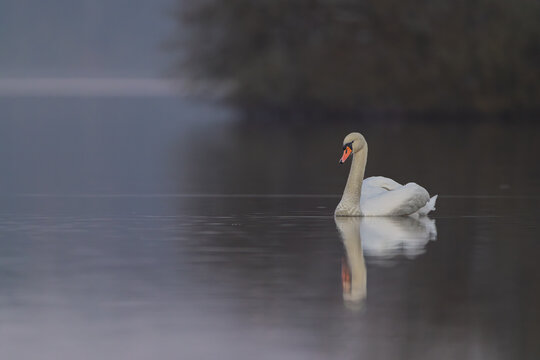 swan on the lake