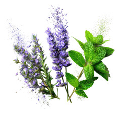 Purple lavender & green mint twigs over black backdrop