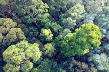 digital painting of rainforest tree canopy from above, vibrant yet soft pastel style, harmony with nature