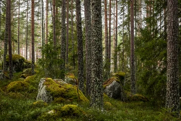 Foto op Canvas Gletsjer Mossy large boulders in a pine forest. Erratic origin from glaciers.  © Conny Sjostrom