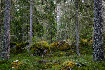 Mossy large boulders in a pine forest. Erratic origin from glaciers.