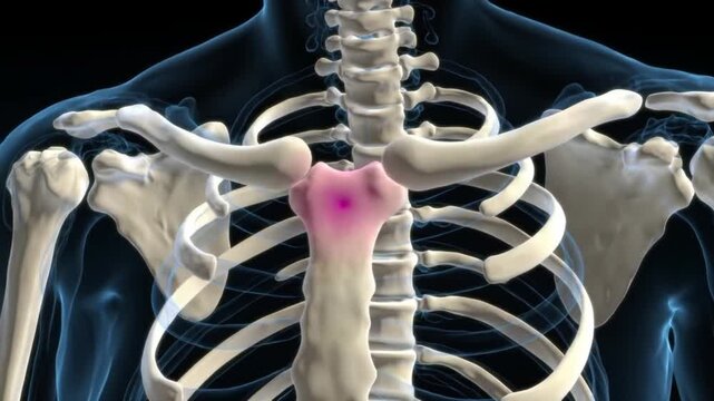 Animated Human Torso Skeleton with Highlighted Sternum for Medical Visualization