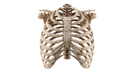 Human rib cage anatomical structure made of wooden-like 3D material showing realistic chest bones and skeletal anatomy model detail on white background