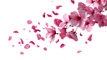 Delicate pink flower petals flying in air symbolizing beauty love romance spring season and floral art design concept on white background