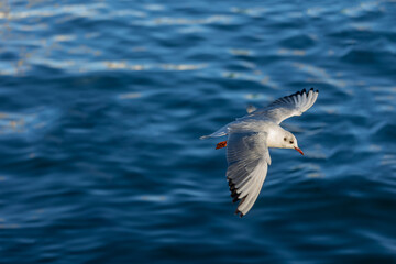  Laughing gull (Chroicocephalus ridibundus), flying over the sea in search of food