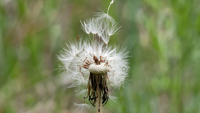 dandelion seed head