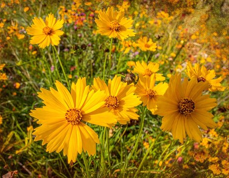Close-up of vibrant yellow flowers in full bloom. Field of blossoms under sunlight