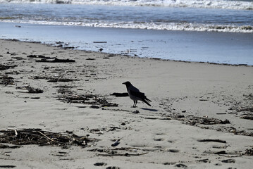 Hooded Crow, Corvus cornix at Viareggio Beach. One sees Details of the crow, feathers and the spout. In the Background there is the beach, the mediterranean sea, pine wood and waves.