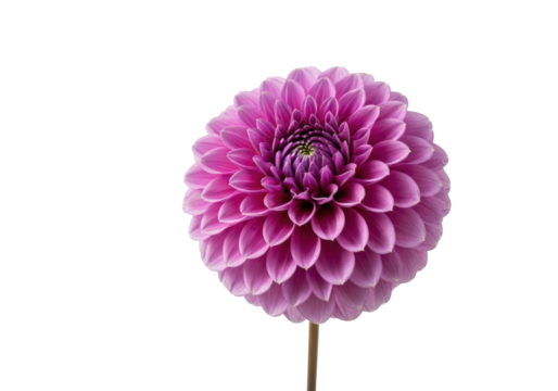 Vibrant purple dahlia flower, intricate petals, isolated on transparent background, soft shadowless studio light. Natural elegance, purity, and perfection concept