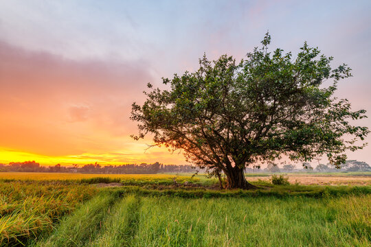 Sunset over a lush rice field in Vietnam