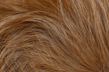 Red pinscher fur in sunlight close-up