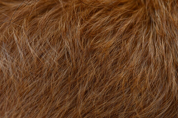 Macro background of red dog fur