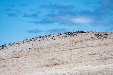 Basalt Lava Flows. Kula Volcanics. Manawainui Gulch, Hawaii Route 31 ( Pi'ilani Highway ), Maui, Hawaii. Haleakalā, or the East Maui Volcano, is a massive, active shield volcano.
