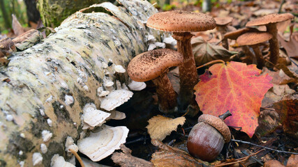 Armillaria. mushrooms and acorn under the tree in the autumn forest in the leaves. dry leaves and a group of mushrooms, in a forest or park. beautiful autumn background. close-up