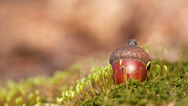the acorn lies on the green moss of the autumn forest. juicy green moss and acorn, spring in the forest, bright natural background. acorn in an oak park, close-up, place for text